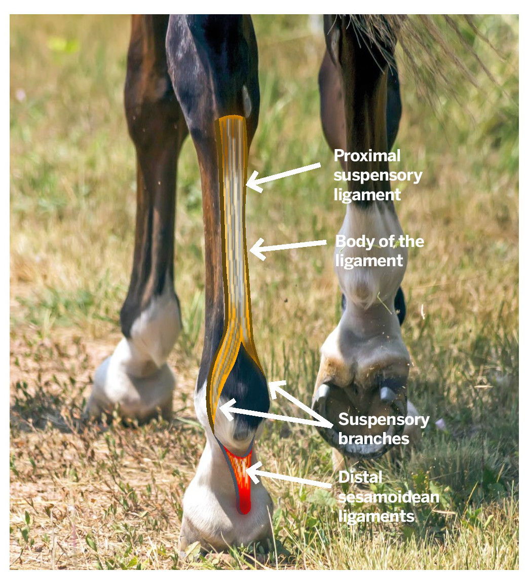 Origin and route is SL