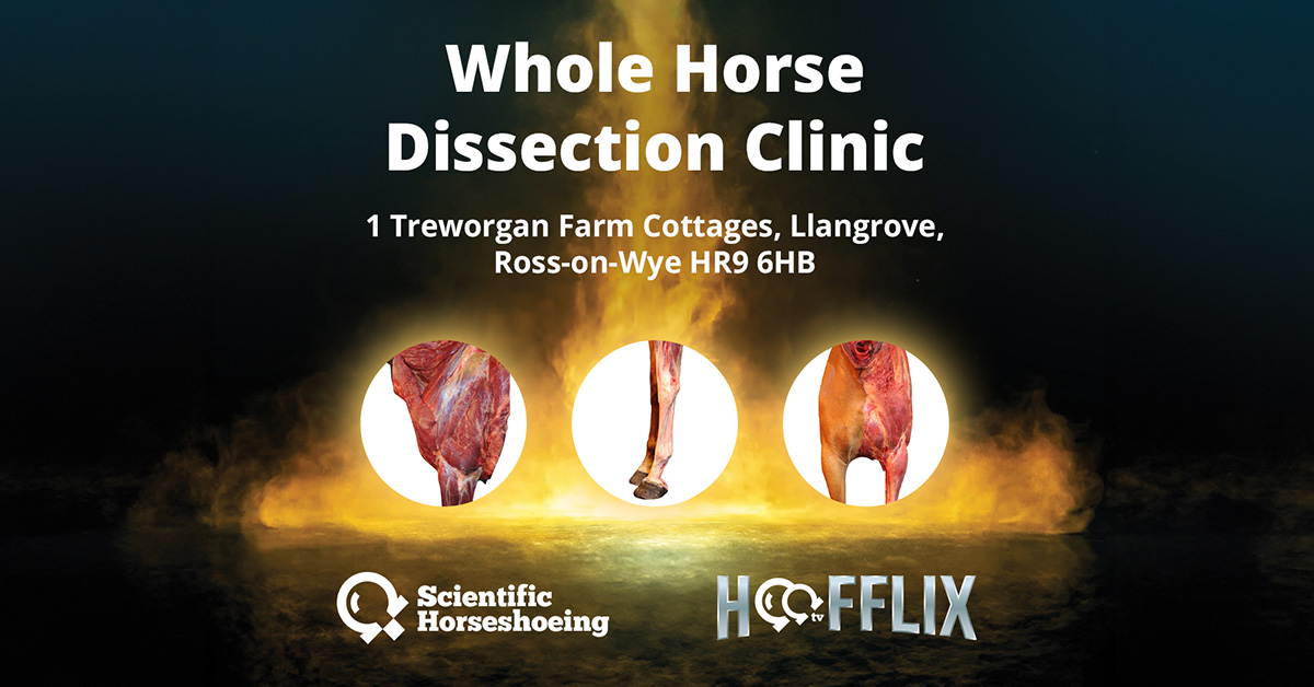 Whole Horse Dissection Clinic Event bright