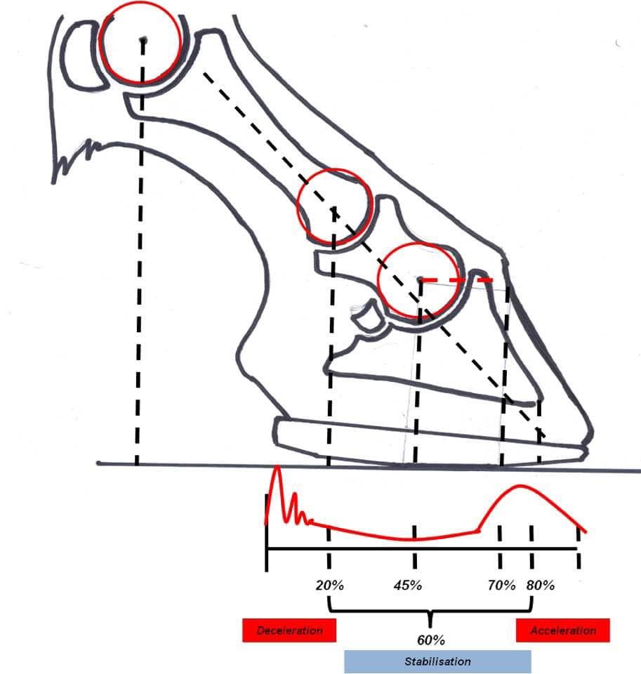 Cadaver Studies Using Mechanical Presses