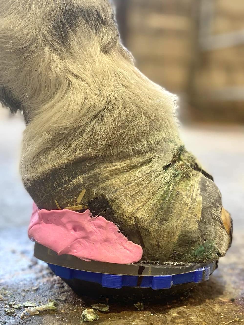 Laminitis