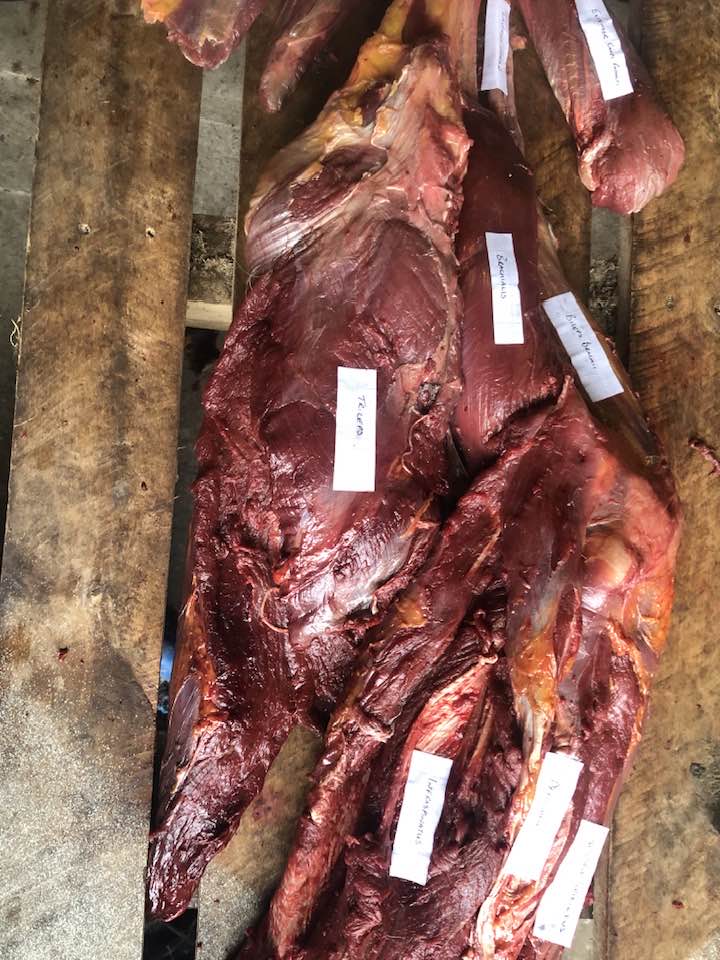 Whole Horse Dissection Clinic