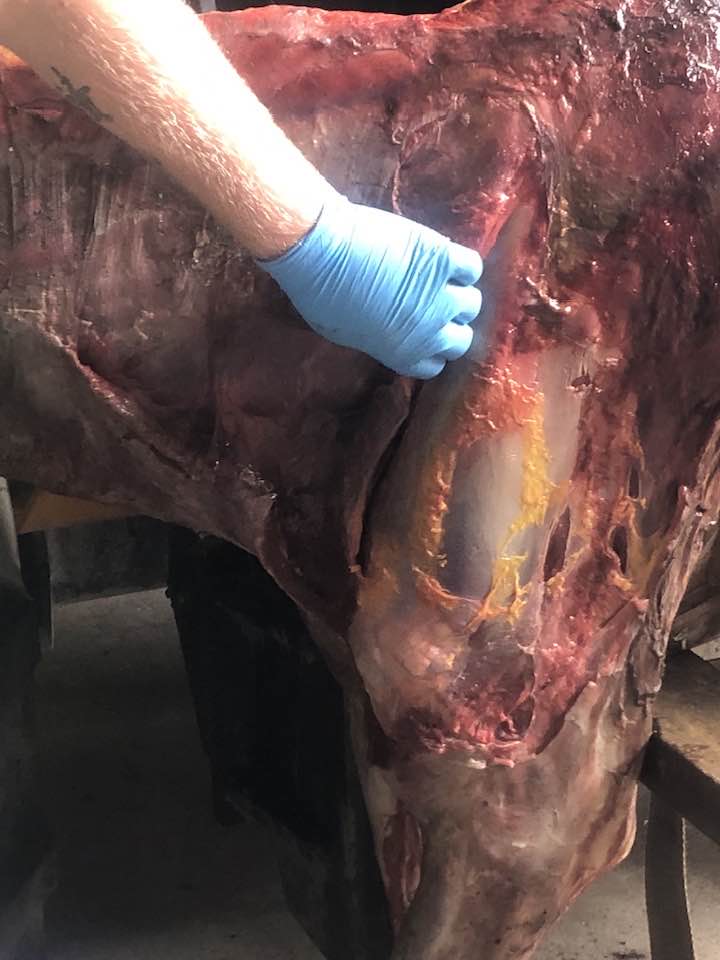 Whole Horse Dissection Clinic