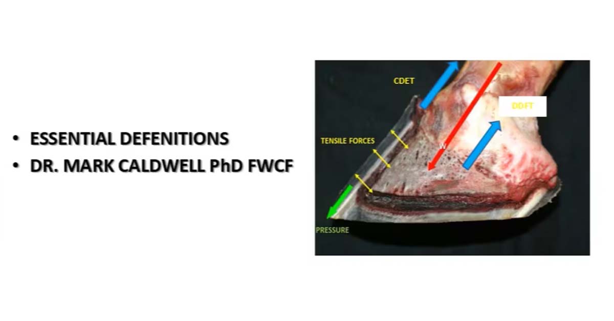 Owners guide to laminitis