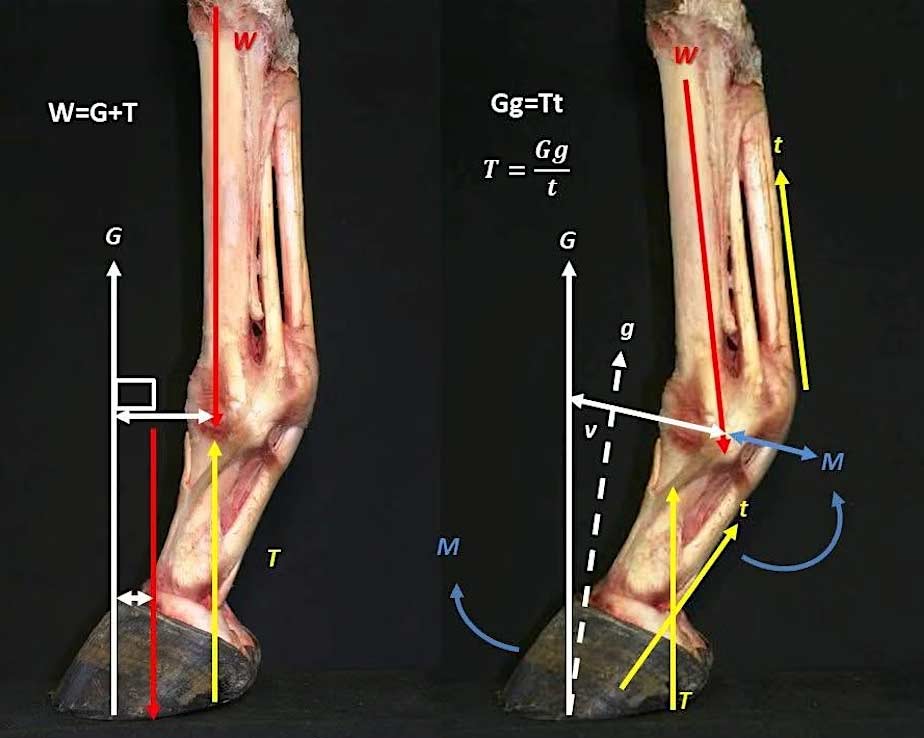 Hoofflix Webinar From Science Shoeing: Practical Solutions for Equine Hoof Care