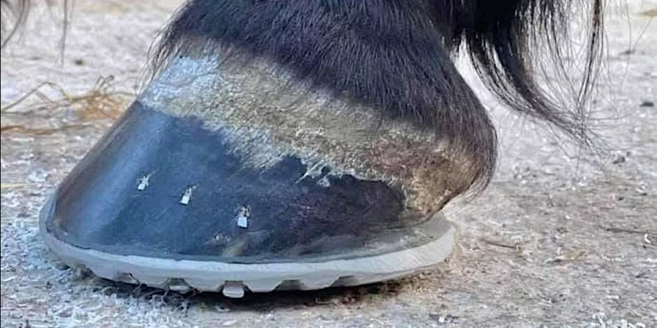 Hoofflix Webinar From Science Shoeing: Practical Solutions for Equine Hoof Care