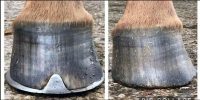 Hoofflix Webinar From Science Shoeing: Practical Solutions for Equine Hoof Care