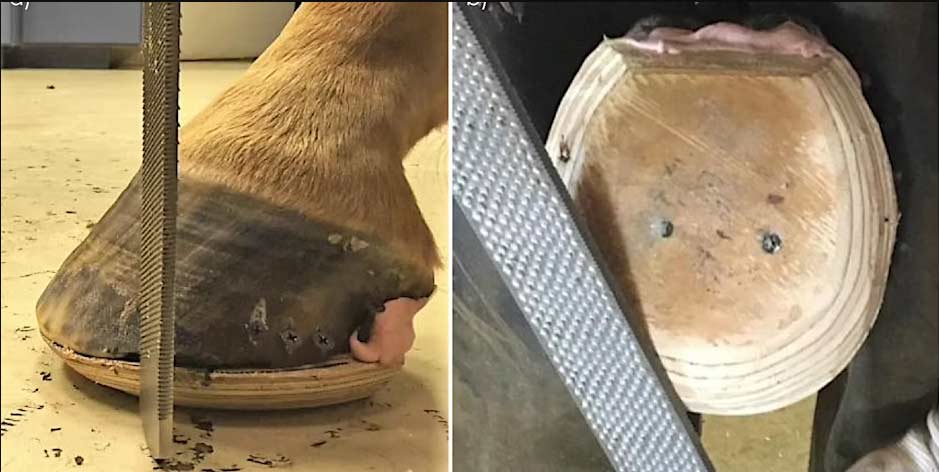 Hoofflix Webinar From Science Shoeing: Practical Solutions for Equine Hoof Care
