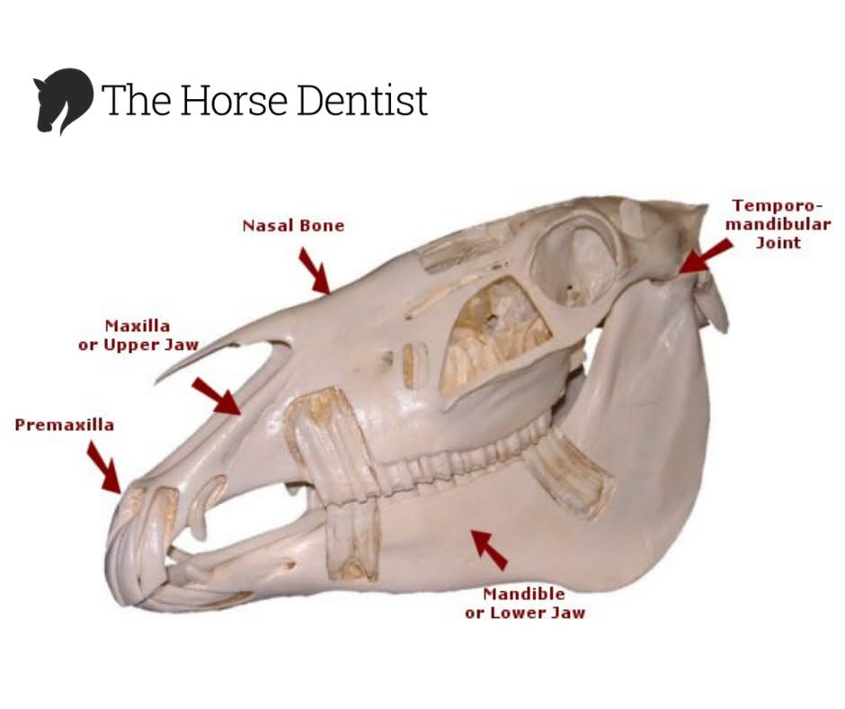 IMG_4528-6 Equine Dental
