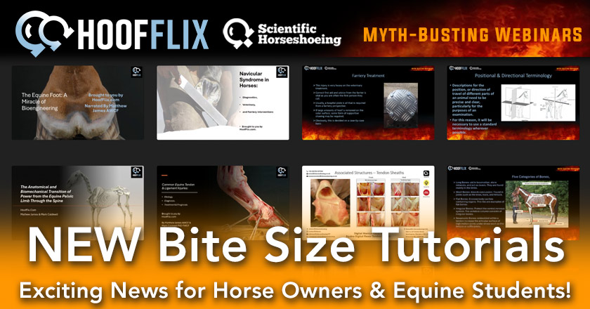 Hoofflix Bite Sized Tutorials