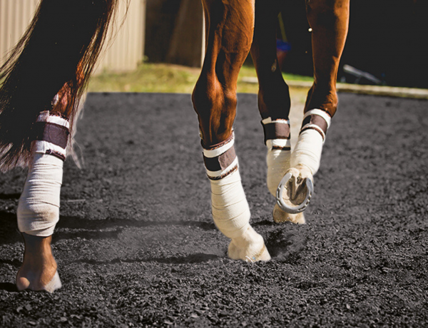 Rubber crumb arena surface